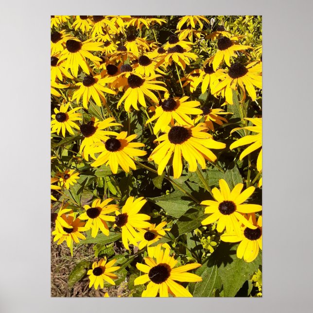 Field of Yellow Wildflowers  Poster (Front)