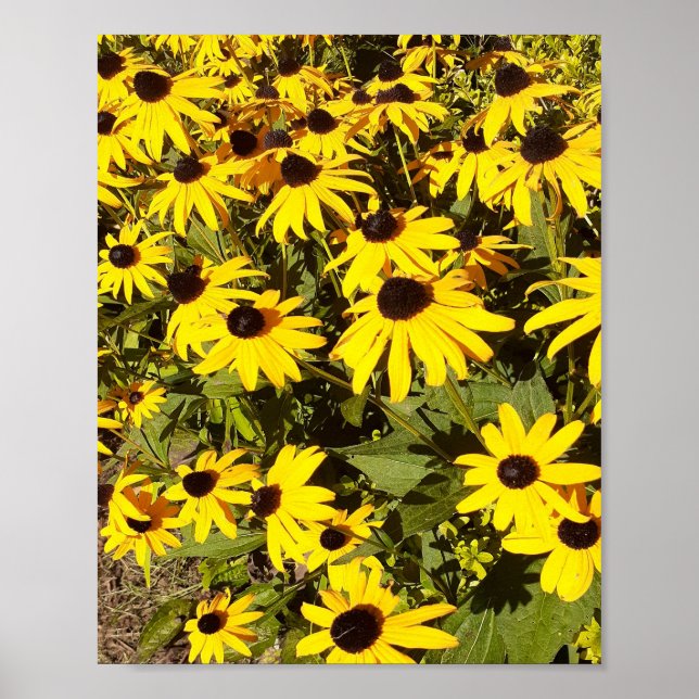 Field of Yellow Wildflowers  Poster (Front)