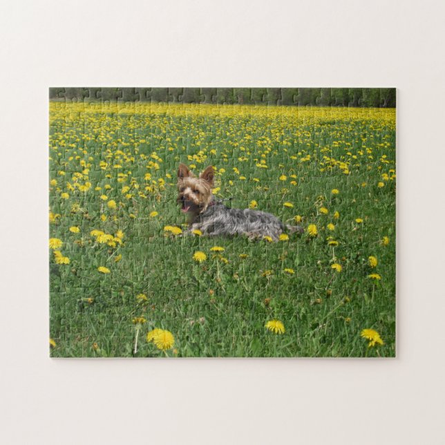 Field of Yorkie Jigsaw Puzzle (Horizontal)