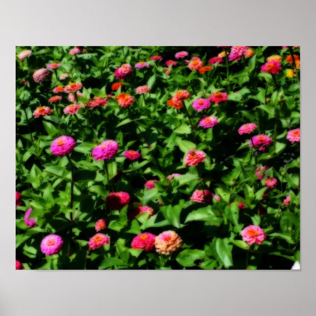 Field Of Zinnia Flowers Orton Effect Poster (Front)