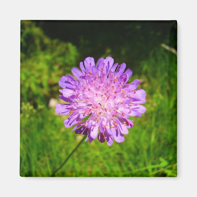 Field Scabious Magnet (Front)