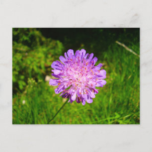 Field Scabious Postcard