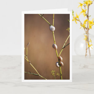 Field Snail Shells on Fennel Stalk Card