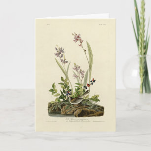Field Sparrow from Audubon's Birds of America Card