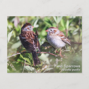Field Sparrow Postcard