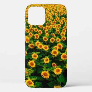 Field with bright yellow sunflowers in sunny day. iPhone 12 case