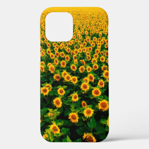 Field with bright yellow sunflowers in sunny day. iPhone 12 case