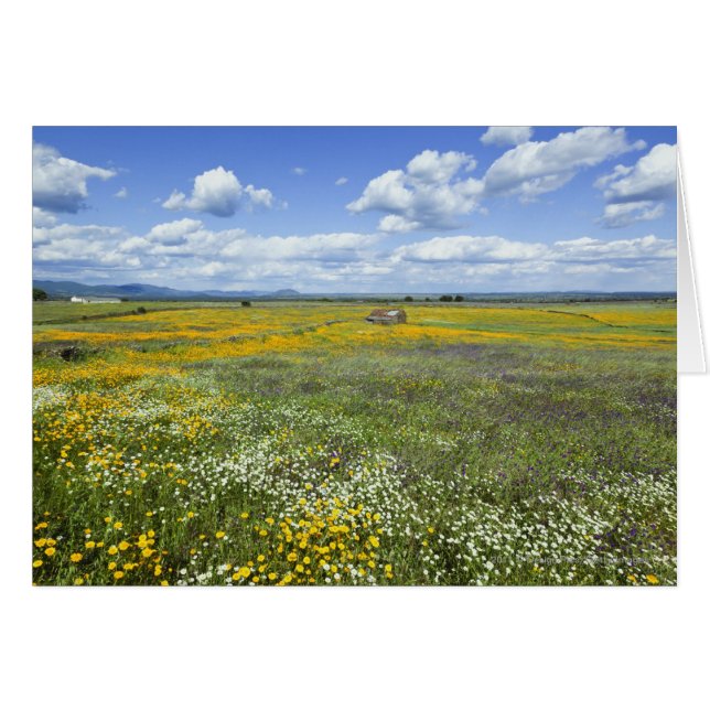 Fields In Springtime Near Guadalupe (Front Horizontal)