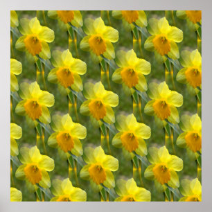 Fields of Daffodils.... Poster