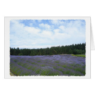 Fields of lavender