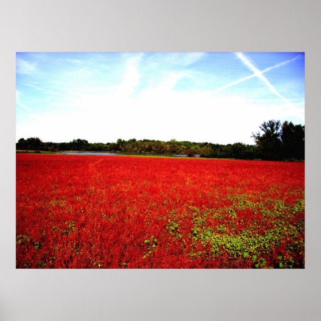 Fields of Rubies Poster (Front)
