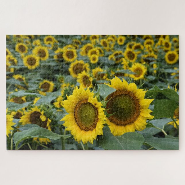 Fields of Sunflowers - 20x30 inch Jigsaw Puzzle (Horizontal)