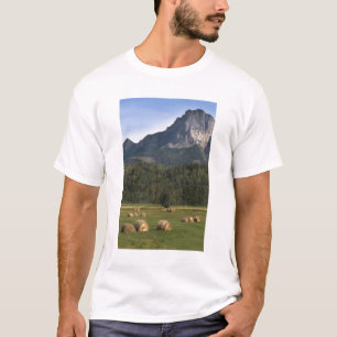 Fields with bailed hay, Alberta, Canada T-Shirt