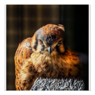 Fierce Beauty — American Kestrel Portrait Poster