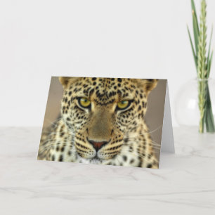Fierce Leopard Card