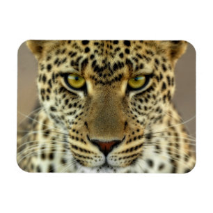 Fierce Leopard Magnet
