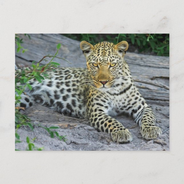 Fierce Leopard Stares Looking At You Postcard (Front)