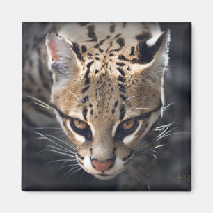 Fierce Magnet