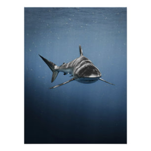 Fierce Ocean Predator – Shark Poster