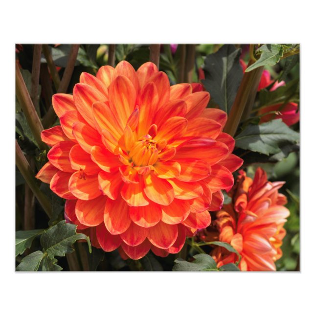 Fiery Dahlia Photo Print (Front)