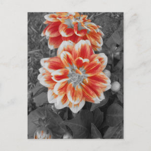 Fiery Dahlias Postcard