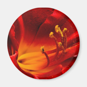 Fiery Lily Magnet