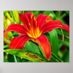 Fiery Orange Day Lily Flower Poster