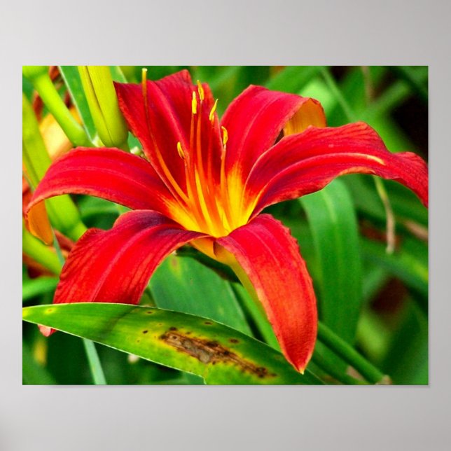 Fiery Orange Daylily Flower Close Up Poster (Front)