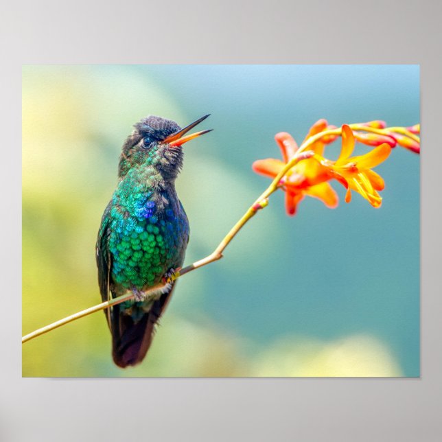 Fiery-Throated Hummingbird on Orange Blossom Poster (Front)