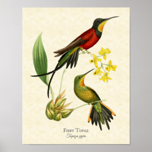 Fiery Topaz Hummingbirds Art Print