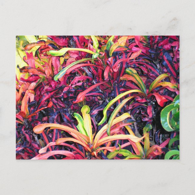 Fiesta of Colour - Postcard (Front)