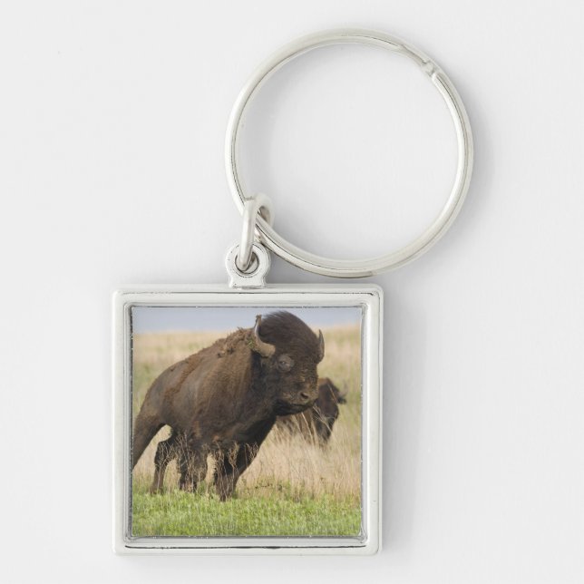 Fiesty young bison bull at the Tallgrass Key Ring (Front)