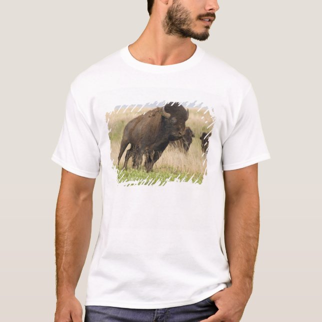 Fiesty young bison bull at the Tallgrass T-Shirt (Front)
