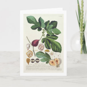 Fig, engraved by Johann Jakob Haid (1704-67) plate Card