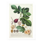 Fig, engraved by Johann Jakob Haid (1704-67) plate