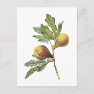 fig(Ficus violacea) by Redouté Postcard