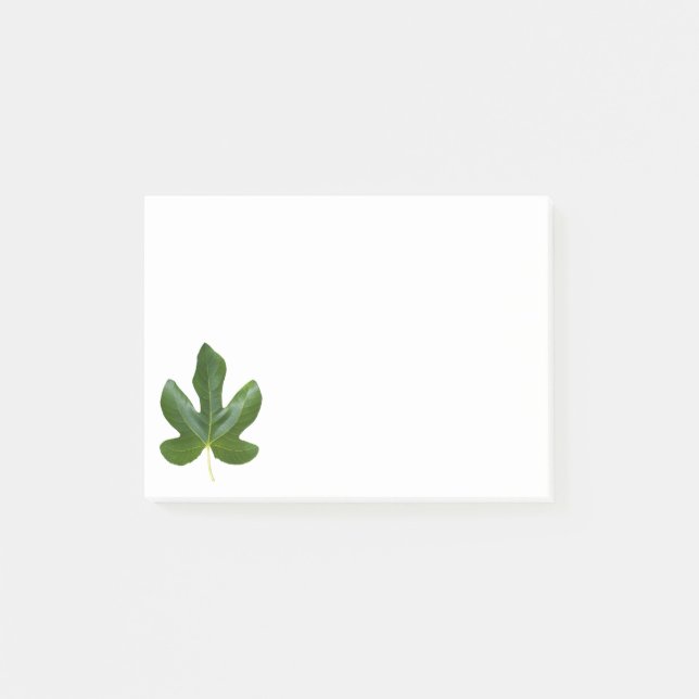 Fig tree Single Green leaf closeup isolated Post-it Notes (Front)