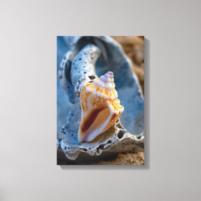 Fighting Conch on a Broken Beauty Canvas Print (Front)