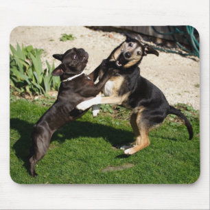 Fighting Dogs Mouse Pad