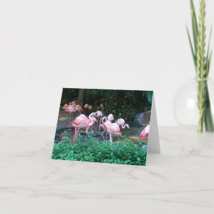 Fighting Flamingos Note Card