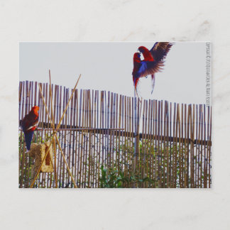 Fighting for the girl postcard