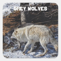 Fighting Grey Wolves