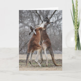Fighting Kangaroos Greeting Card