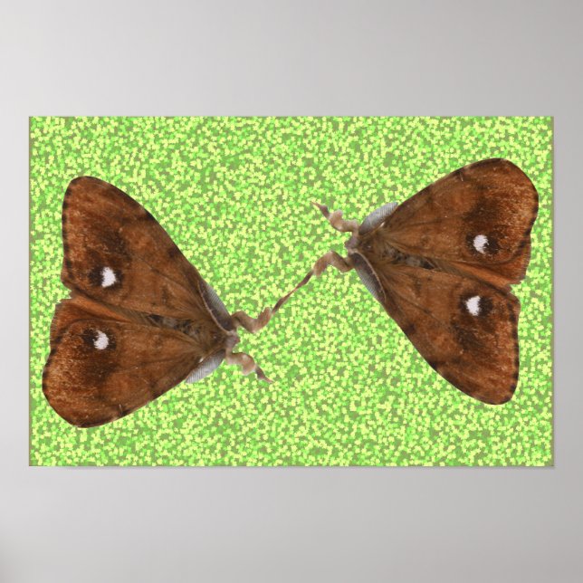 Fighting Moths Poster (Front)