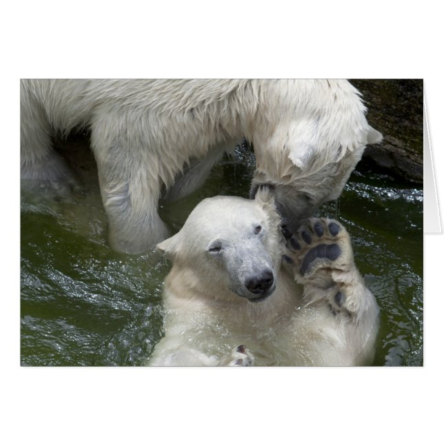 Fighting Polar Bears (Front Horizontal)