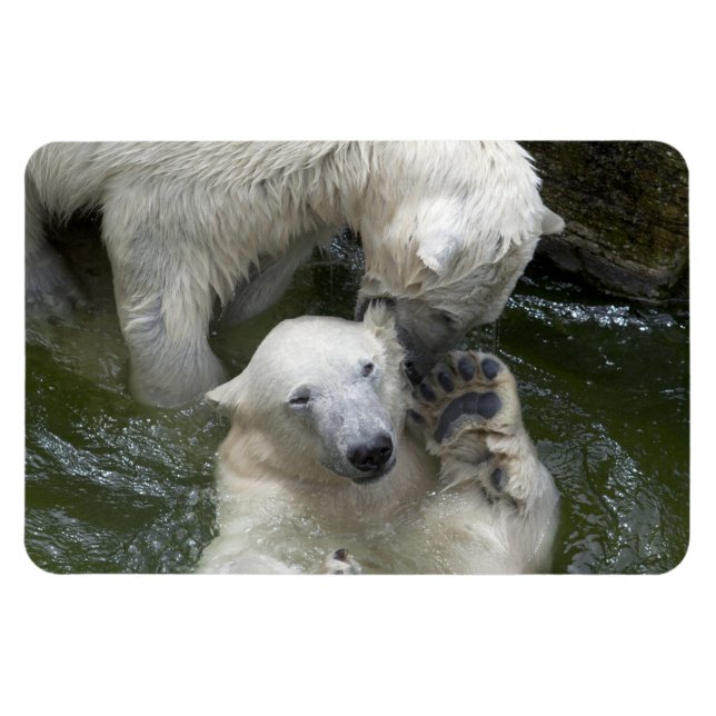 Fighting Polar Bears Magnet (Horizontal)