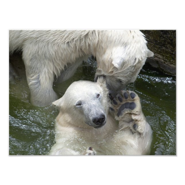 Fighting Polar Bears Photo Print (Front)