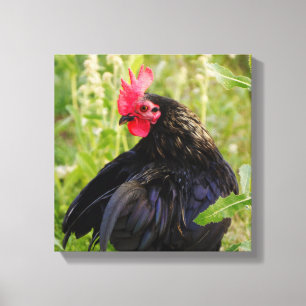 Fighting Rooster Canvas Print
