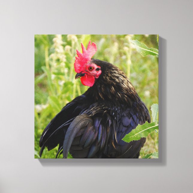 Fighting Rooster Canvas Print (Front)