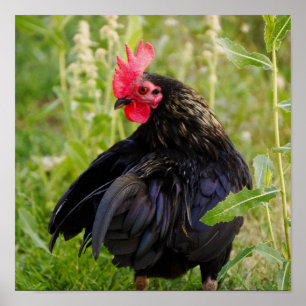 Fighting Rooster Poster